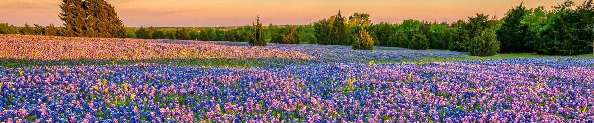Field of bluebonnet and wildflowers in Texas